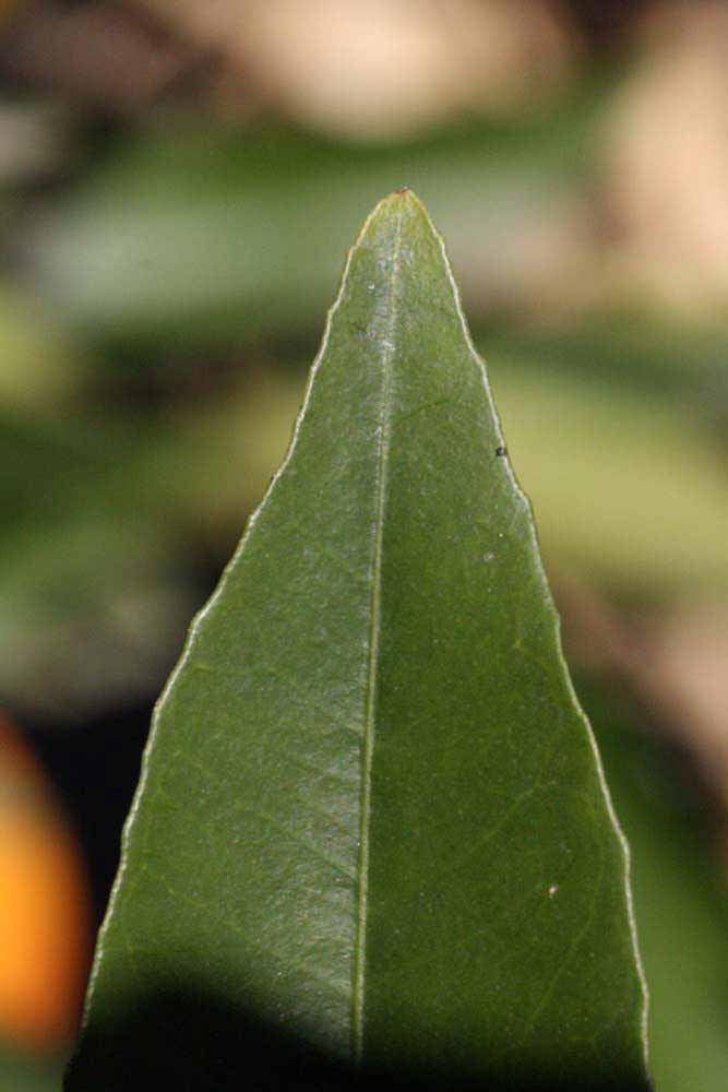              Margin (Riverside, CA)       